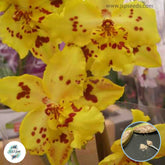 50 Yellow Cambria Orchid flower Seeds (Flower Garden Potted Plants)Thailand Orchids
